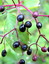 Sambucus nigra (Beeren), Schwarzer Holunder, Färbepflanze, Färberpflanze, Pflanzenfarben,  färben, Klostergarten Seligenstadt
